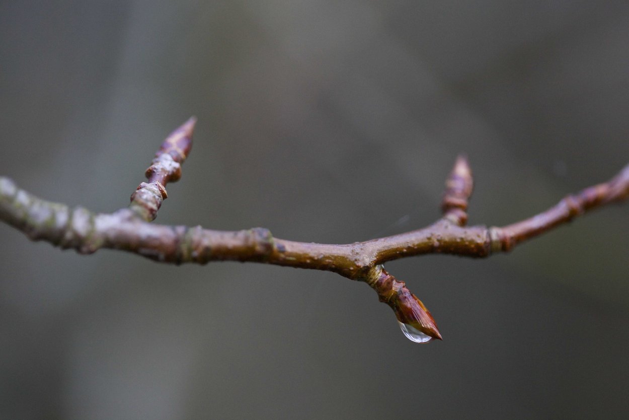 Черёмуха обыкновенная побег