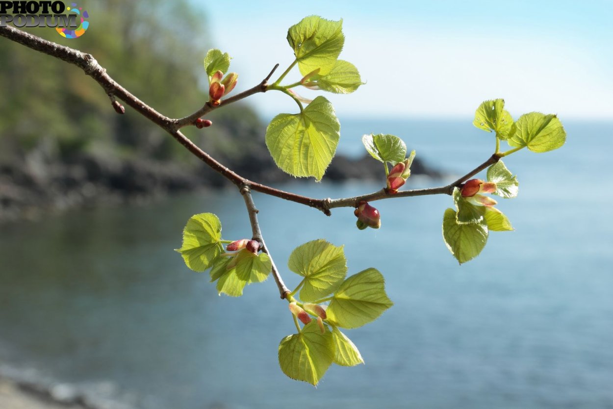 Распускание липы