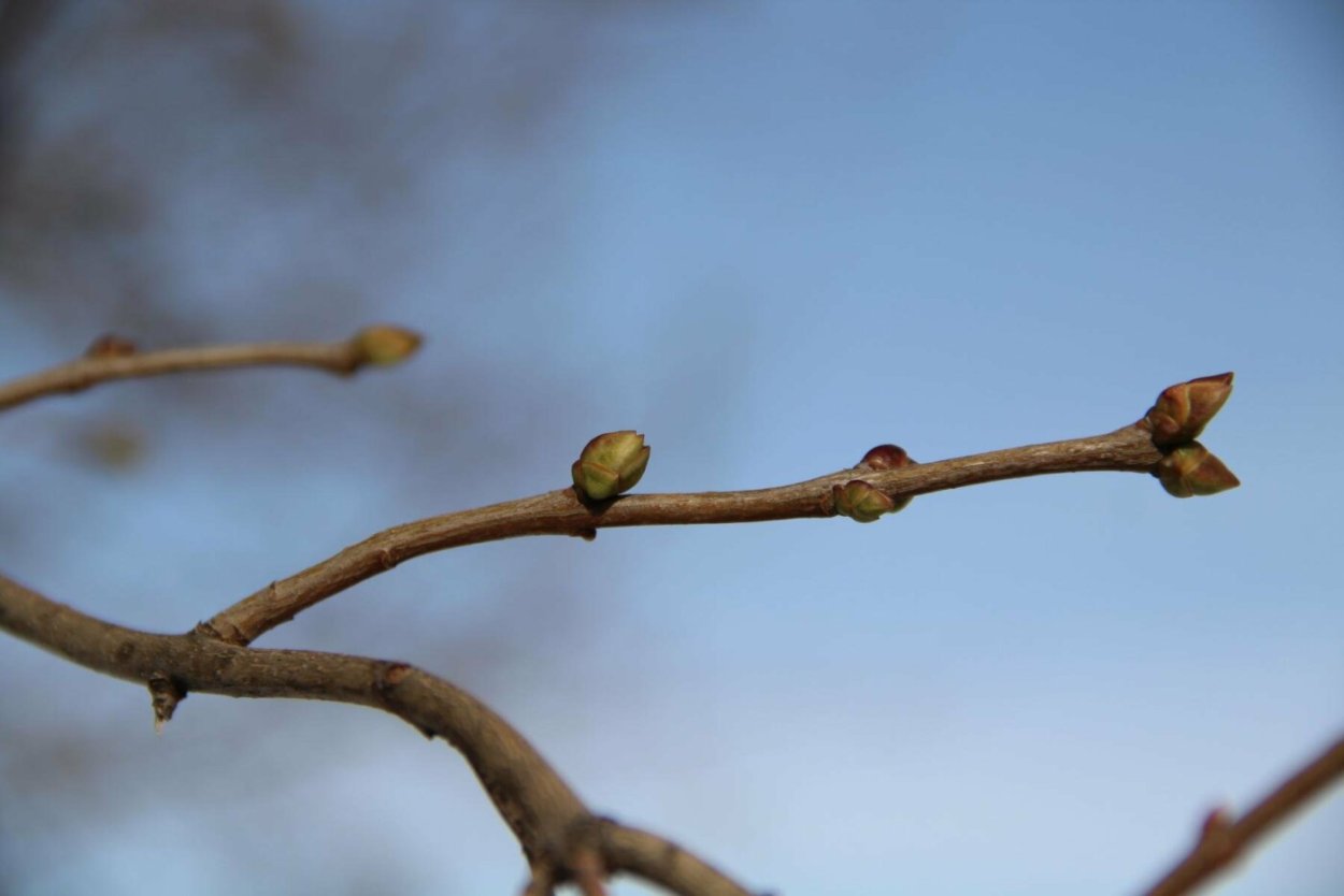 Почки на деревьях весной картинки для детей