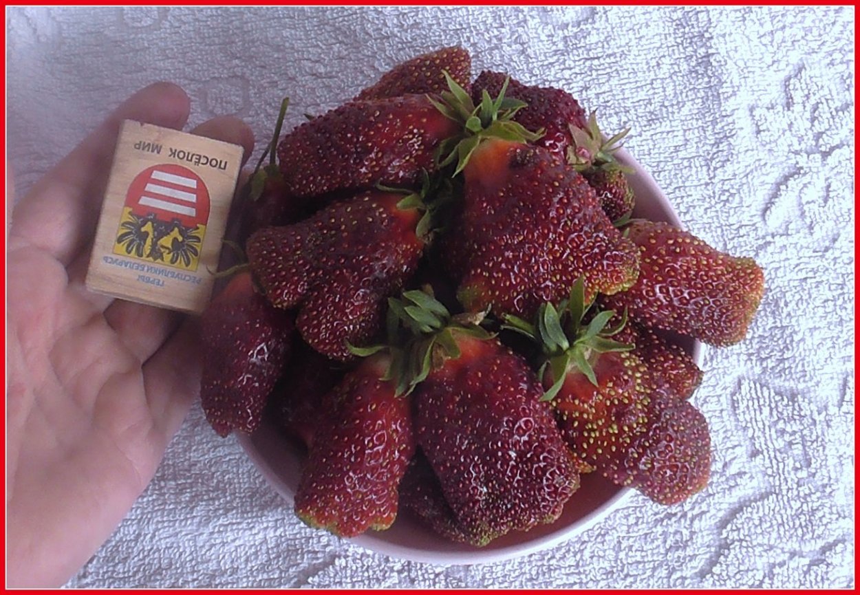 Земклуника Купчиха