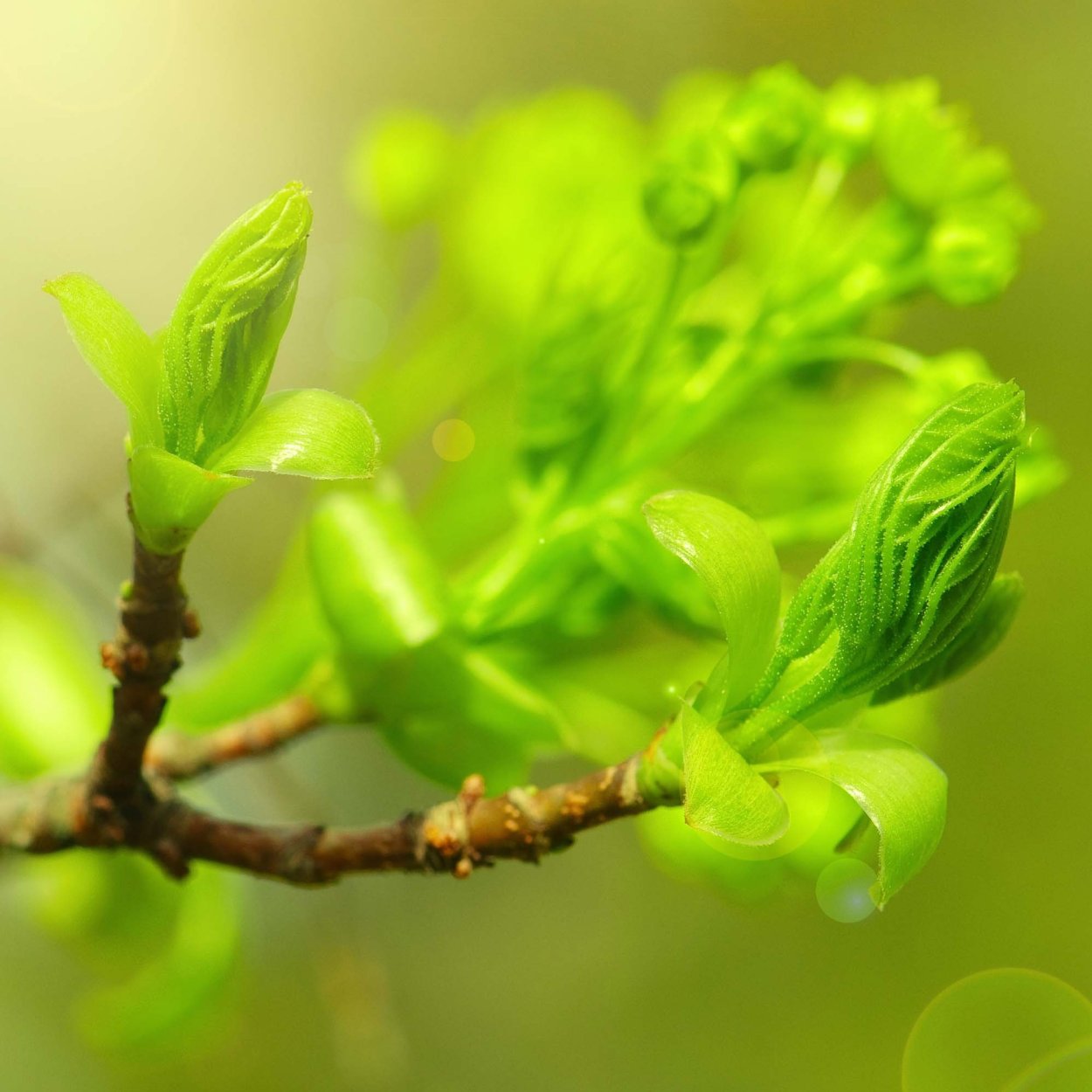 Весна почки