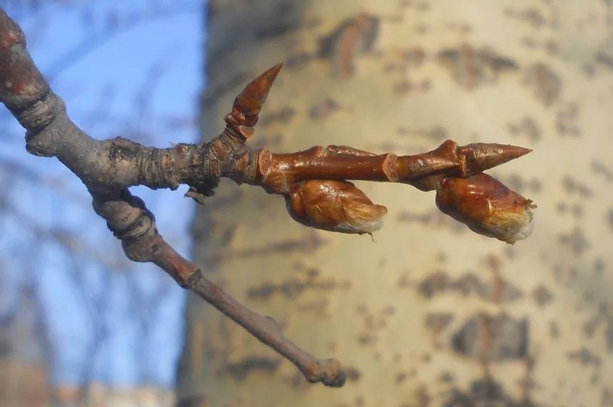 Осина обыкновенная почки
