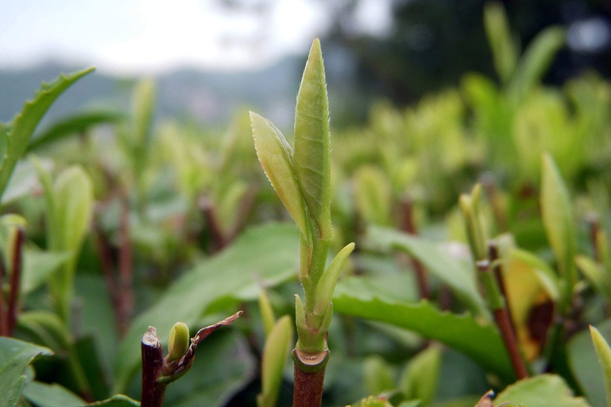 Почки чайного куста