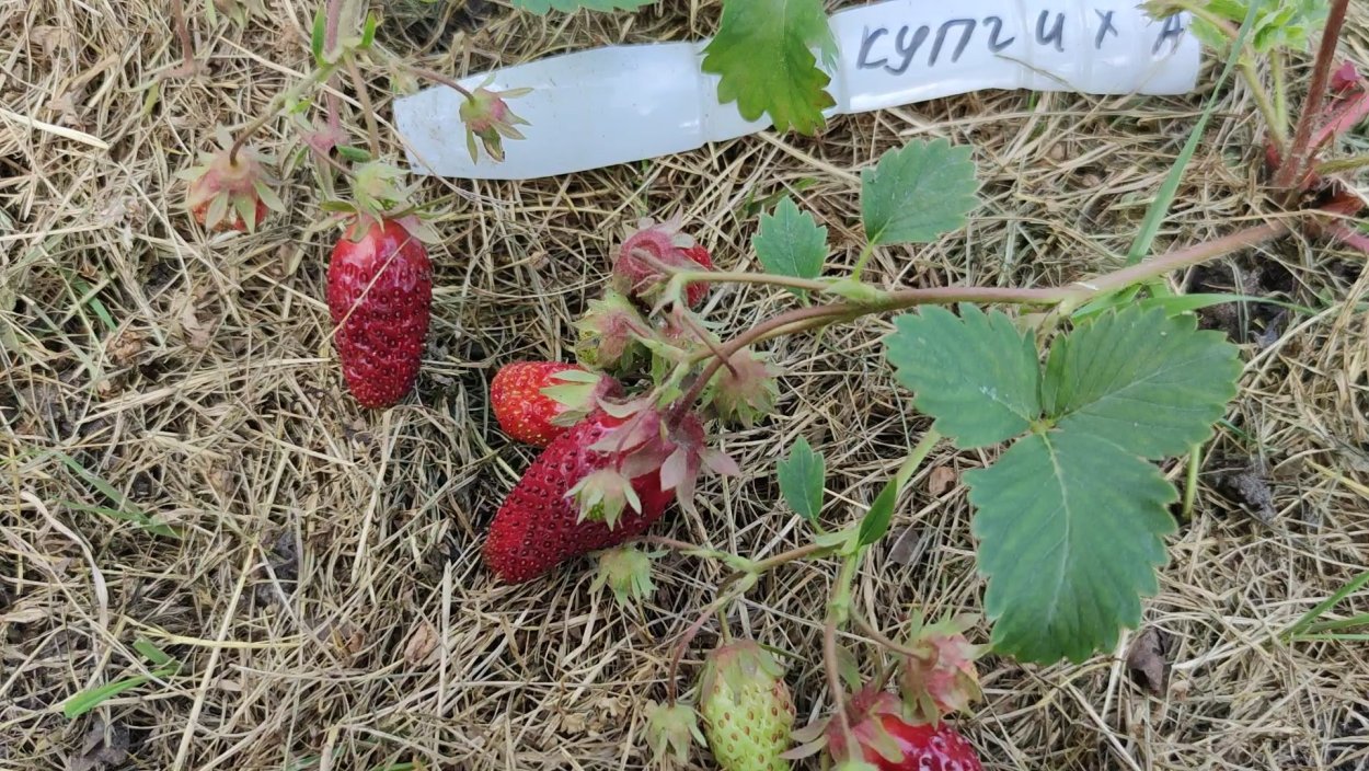 Маточные кусты земклуники