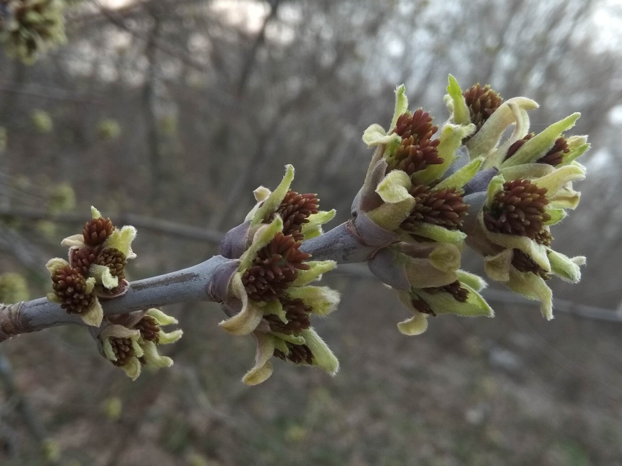 Клен ясенелистный почки