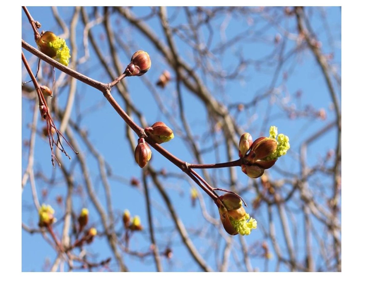 Деревья ранней весной