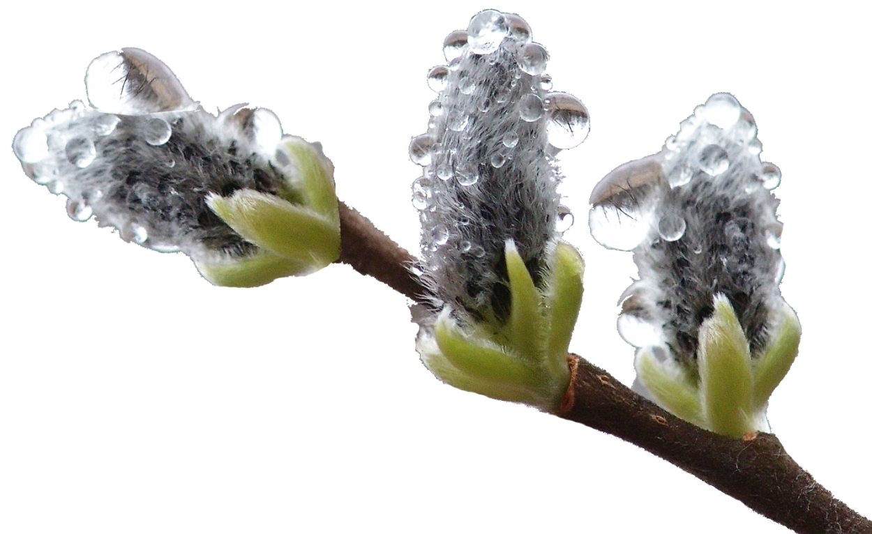 Вербное воскресенье на белом фоне