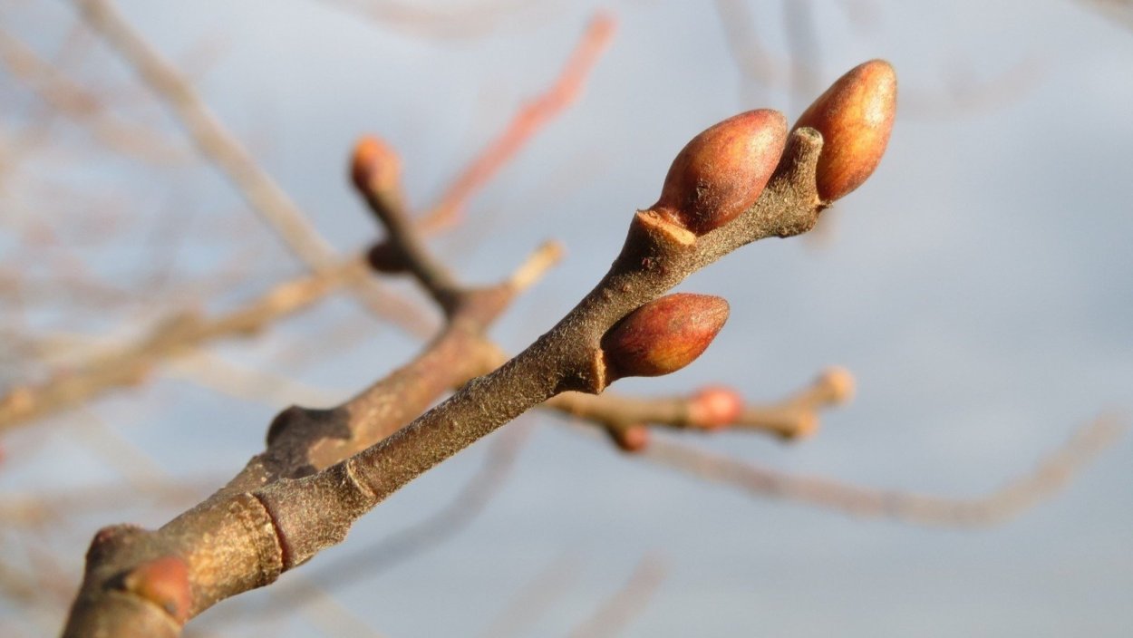 Набухают почки на деревьях