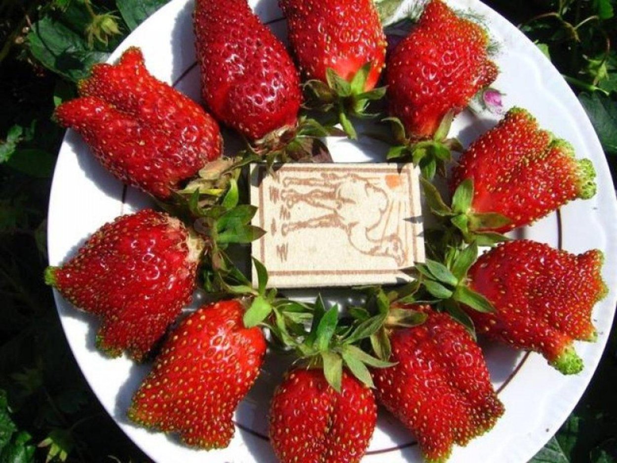 Земклуника Купчиха