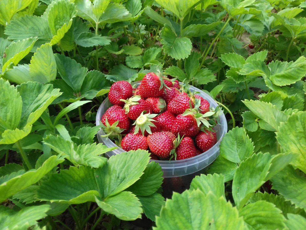 Земляника Садовая кустик