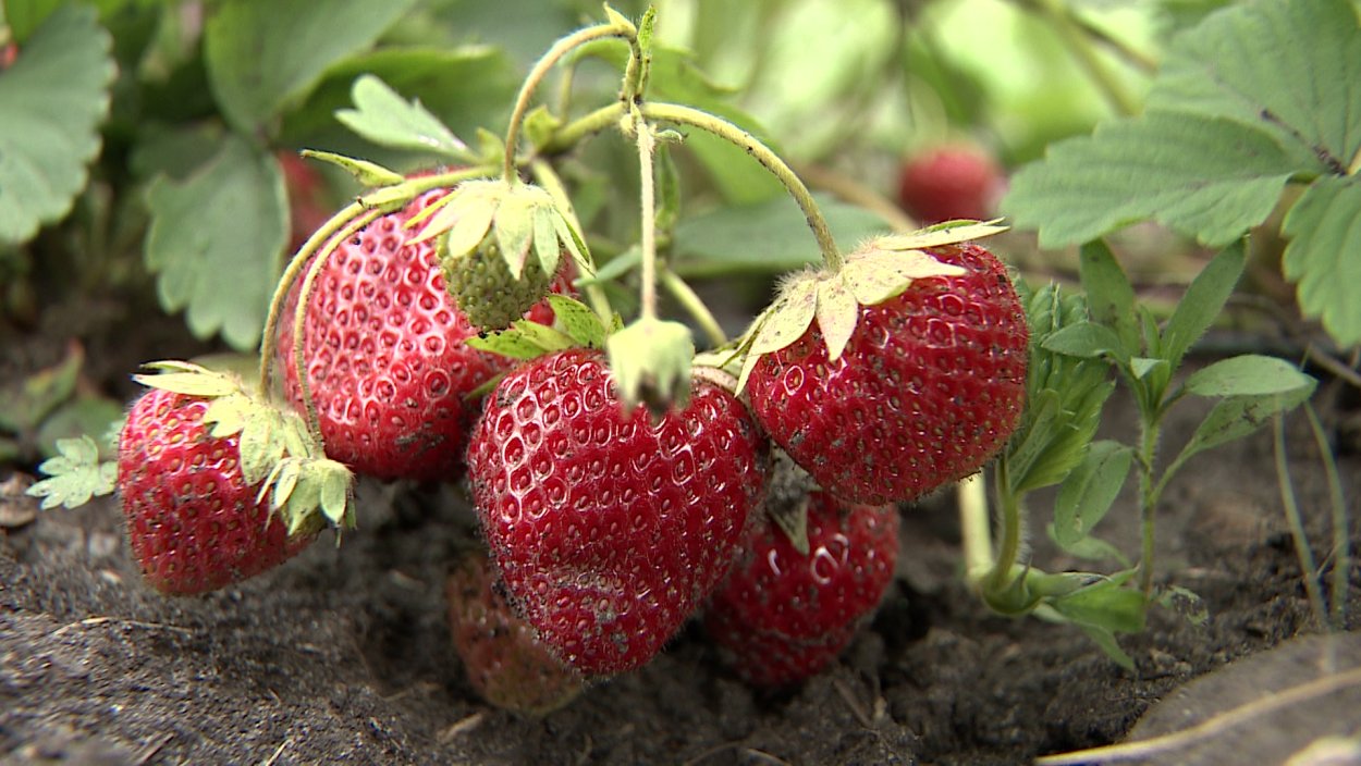 Клубника Дженни