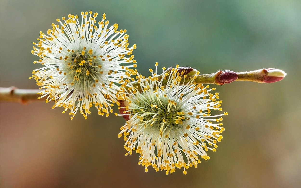 Цветущая Верба