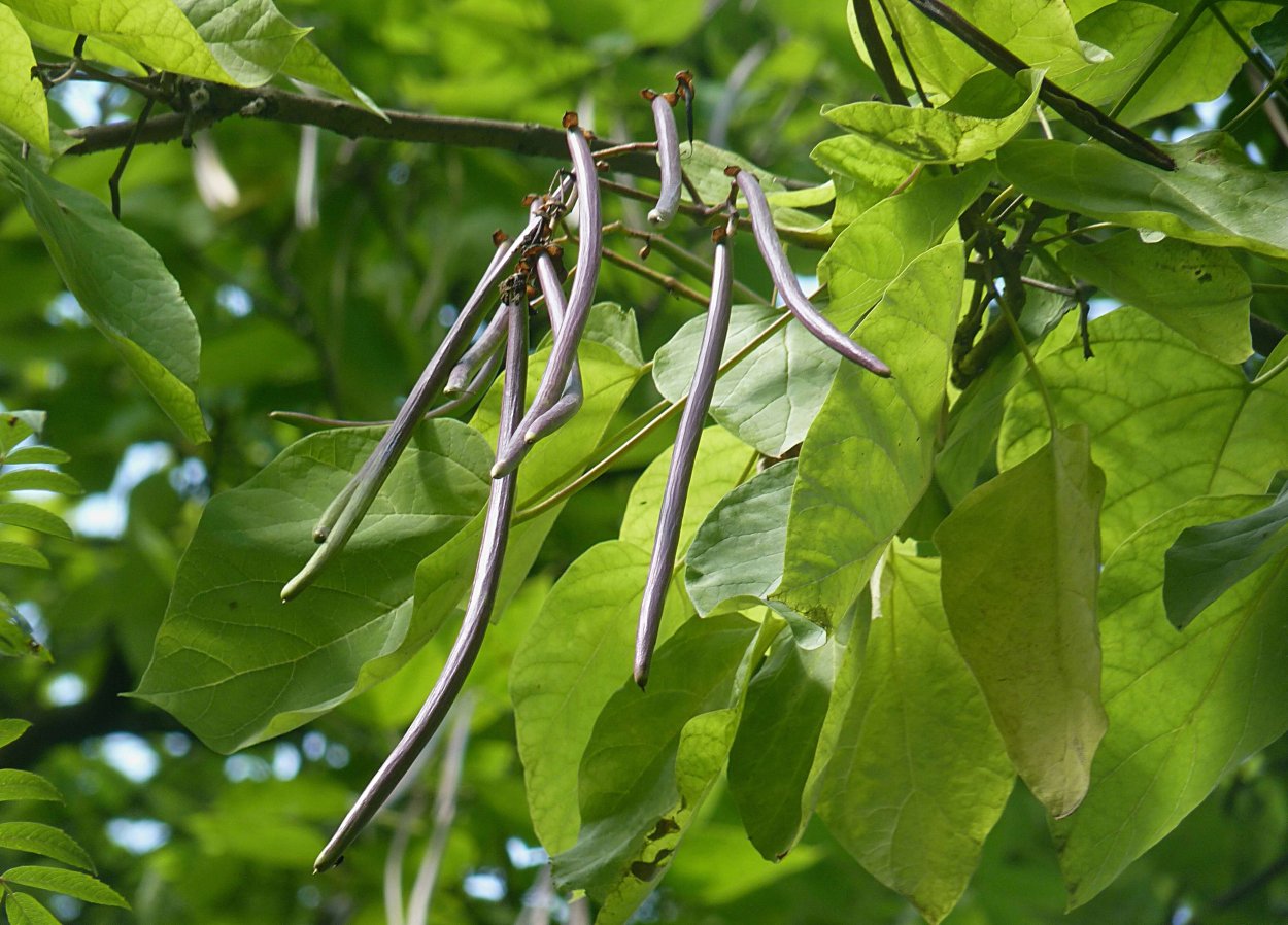 Катальпа бигнониевидная стручки