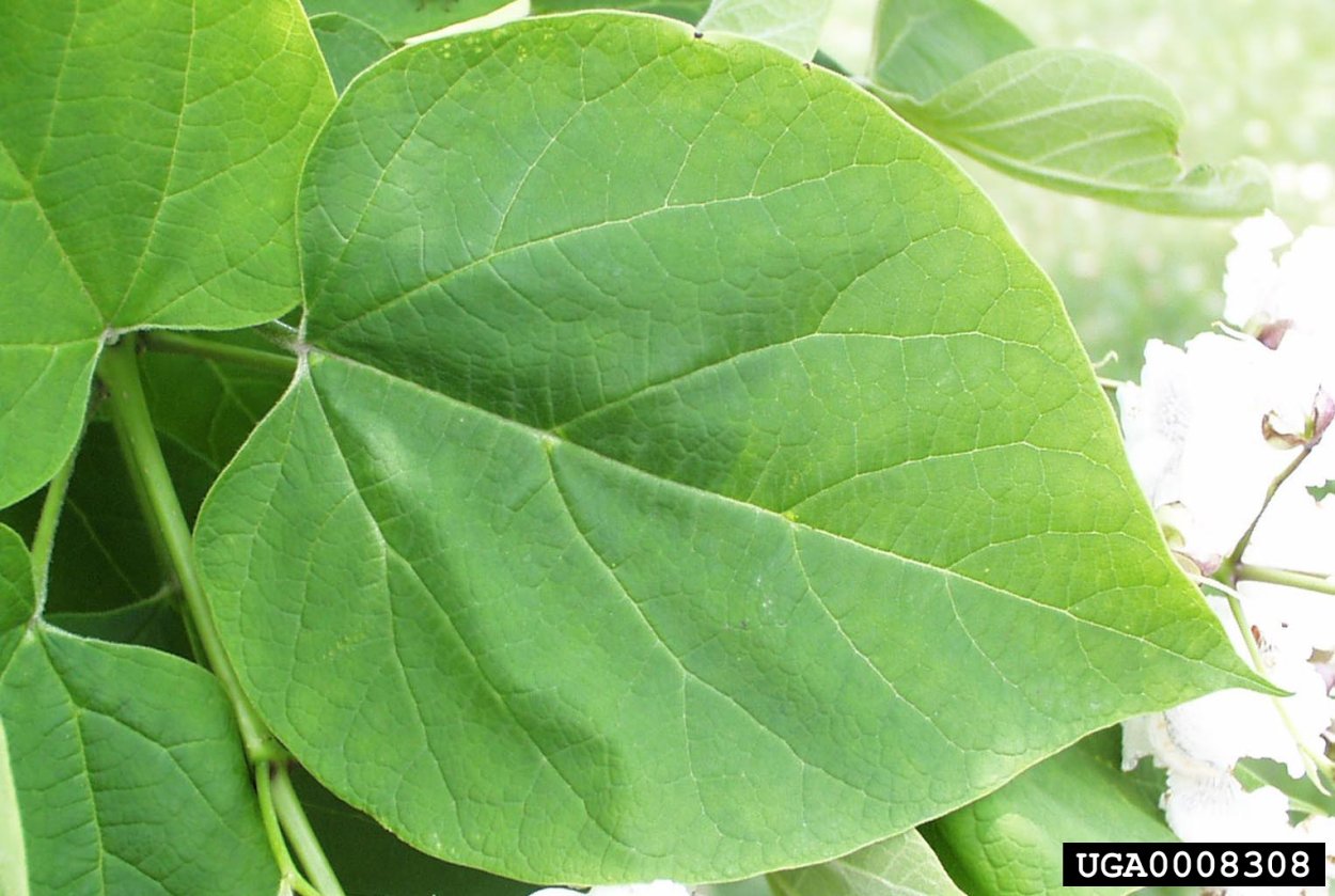 Катальпа листья