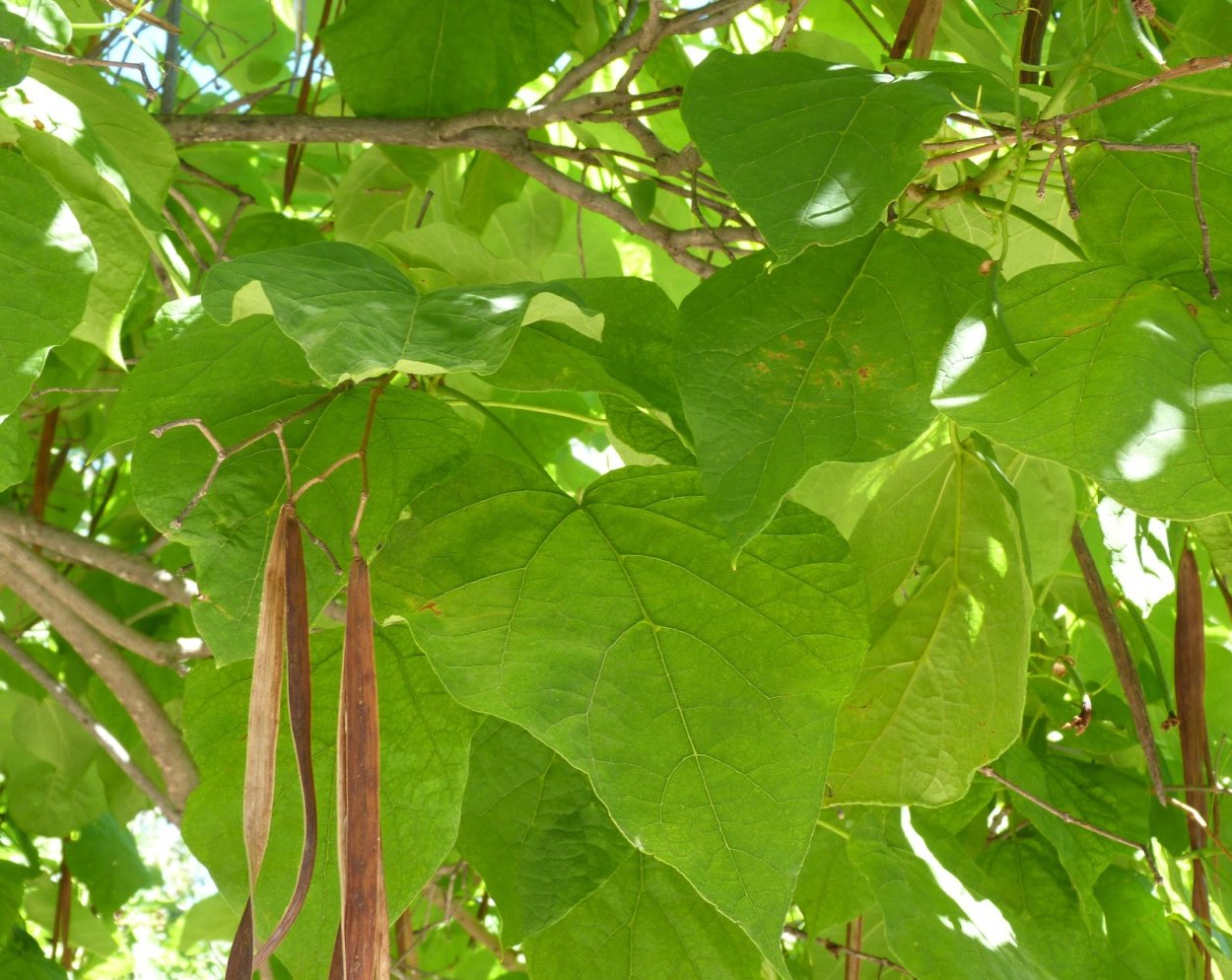 Катальпа семена в стручках