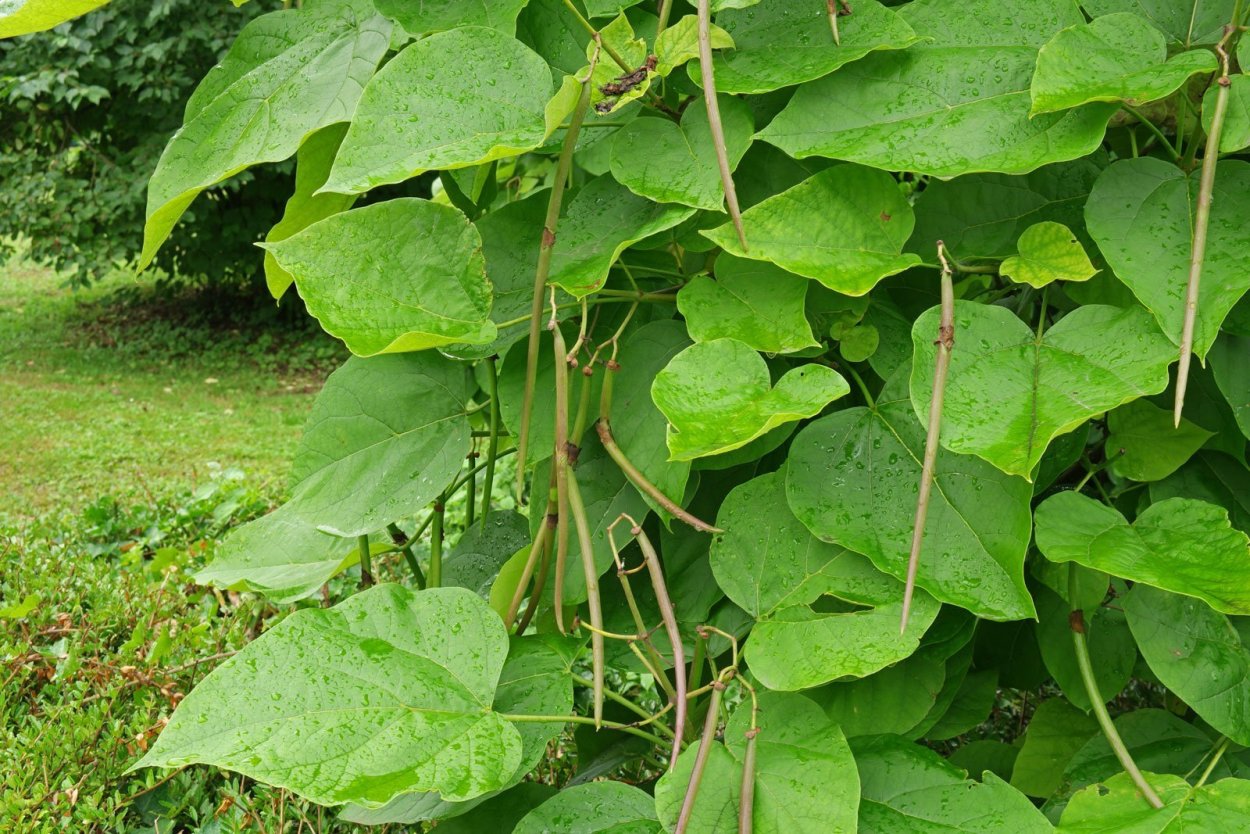 Катальпа дерево стручок