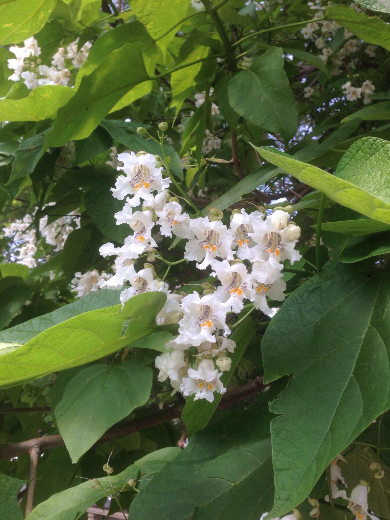 Катальпа сиренелистная