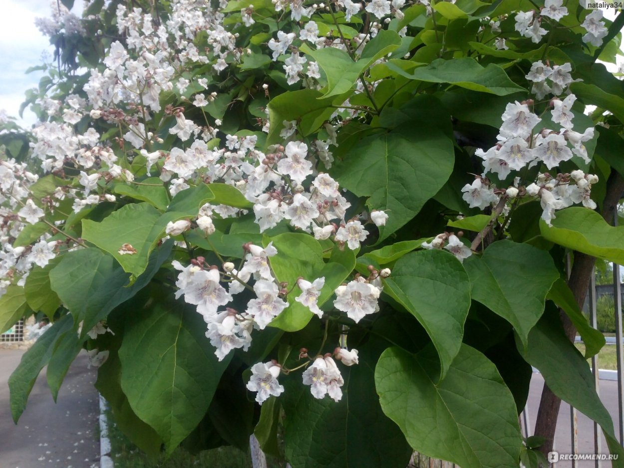 Катальпа на подоконнике