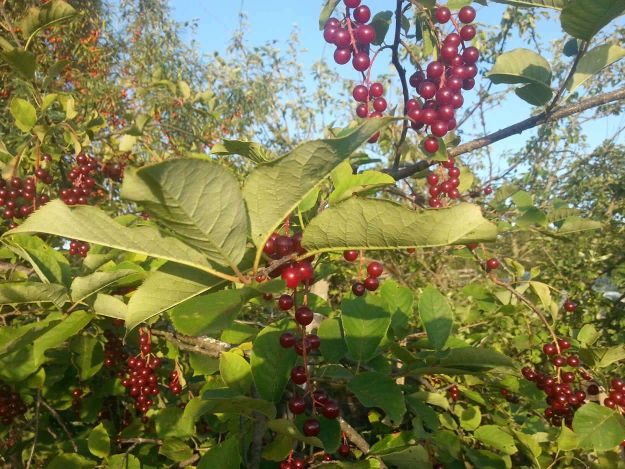 Черемуха Гранатовая гроздь