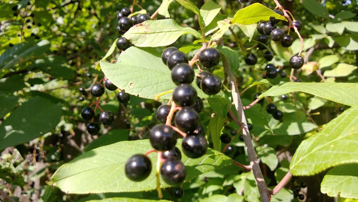 Падоцерус гибрид черемуха