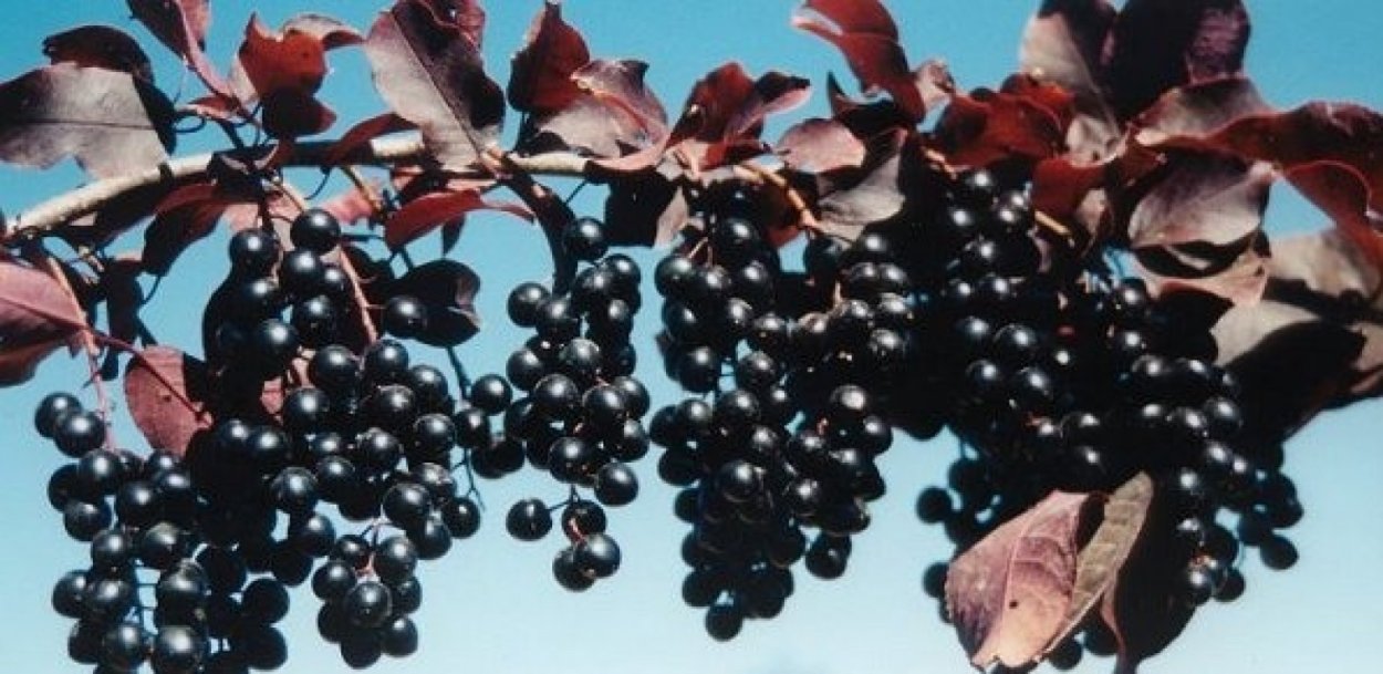 Черемуха виргинская краснолистная плоды