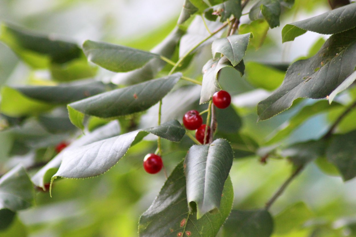 Черемуха ярко красные ягоды