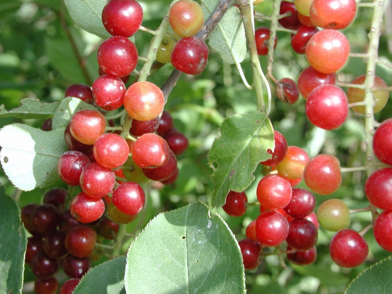 Горькая ягода