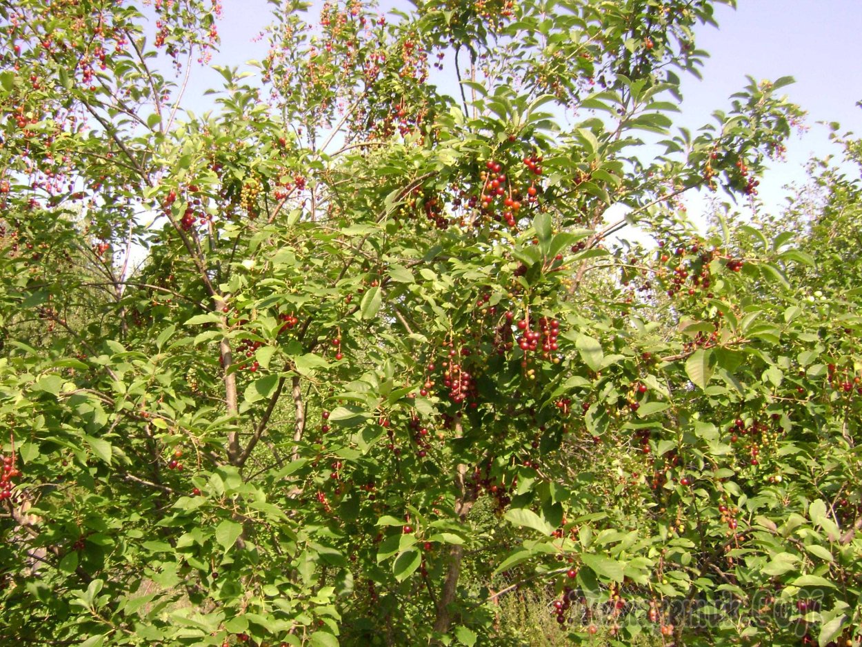 Гибрид черемухи и вишни