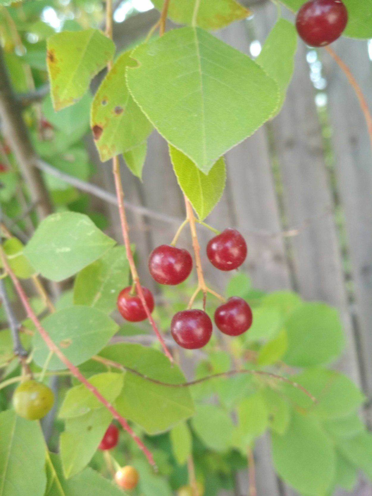 Церападус (вишня+черемуха