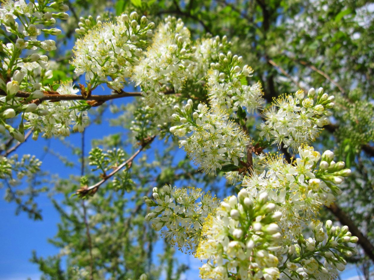 Черёмуха Маака церападус