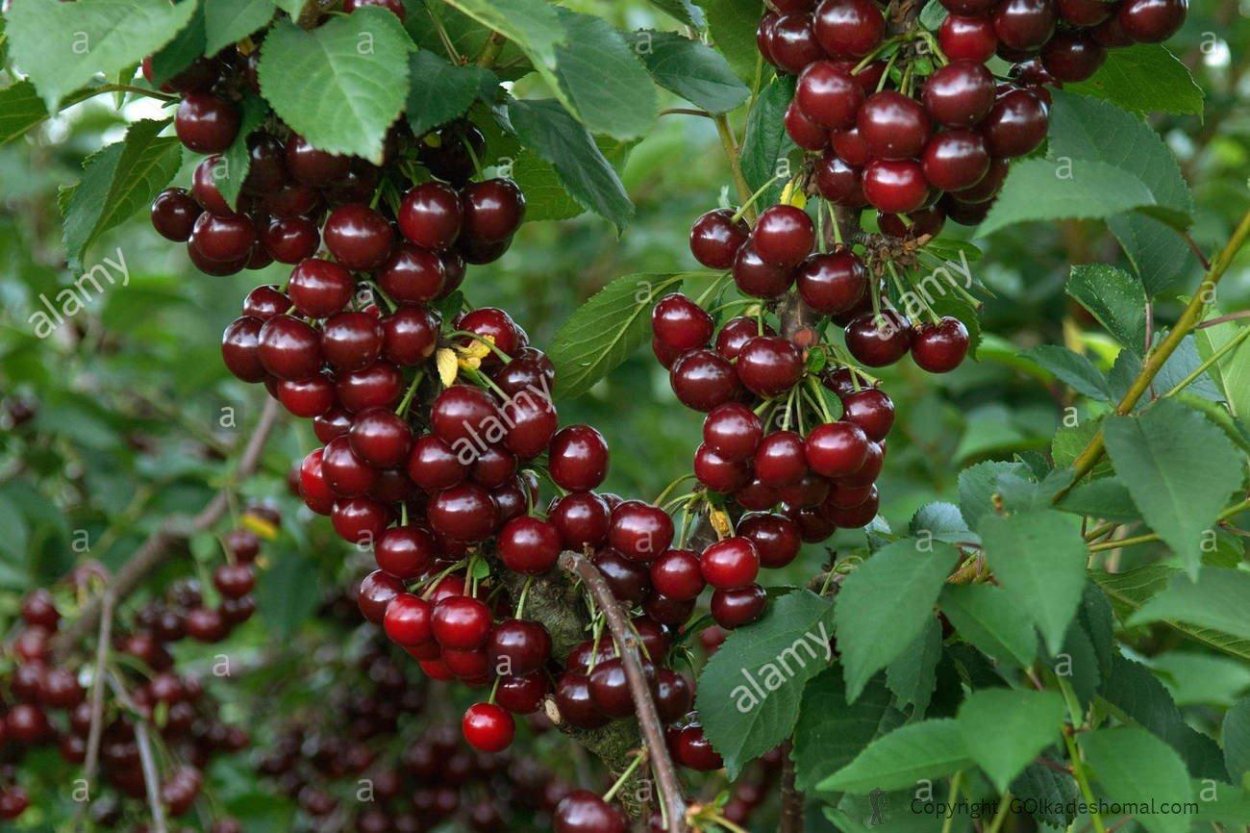 Черемуха Гранатовая гроздь