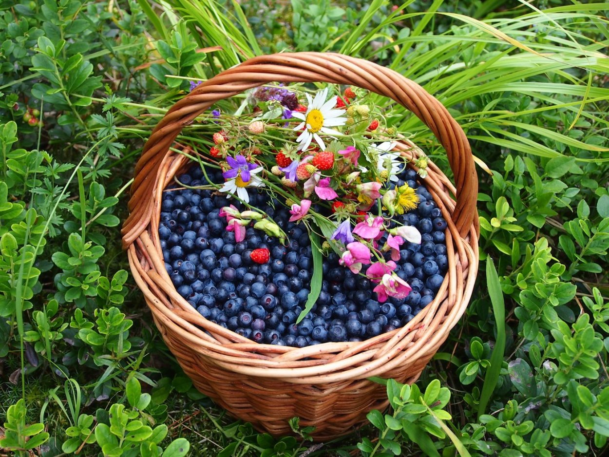 Корзина с ягодами