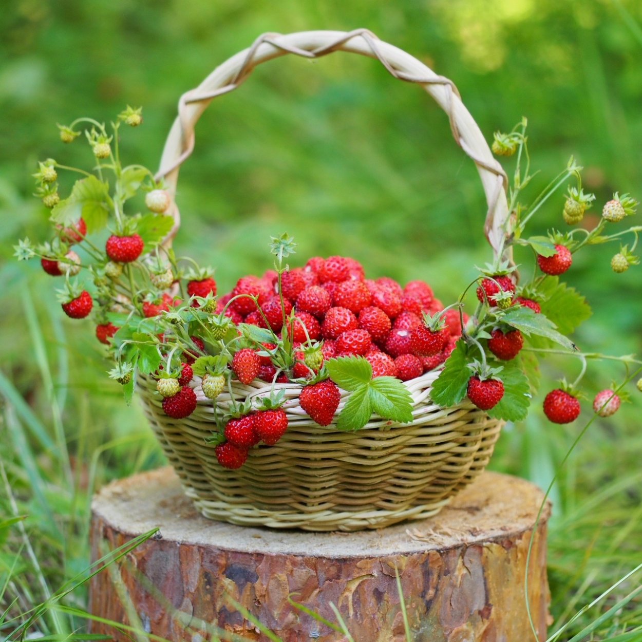 Клубника в лукошке