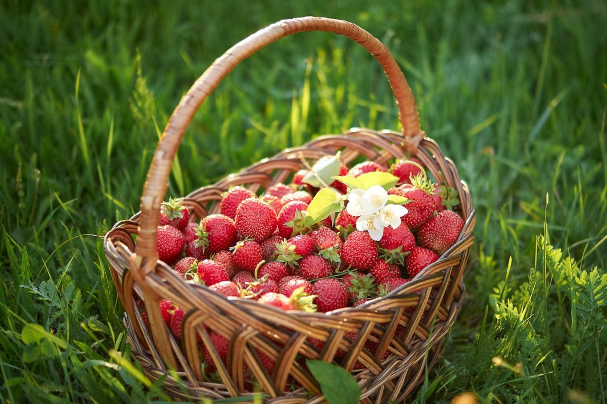 Корзина с ягодами