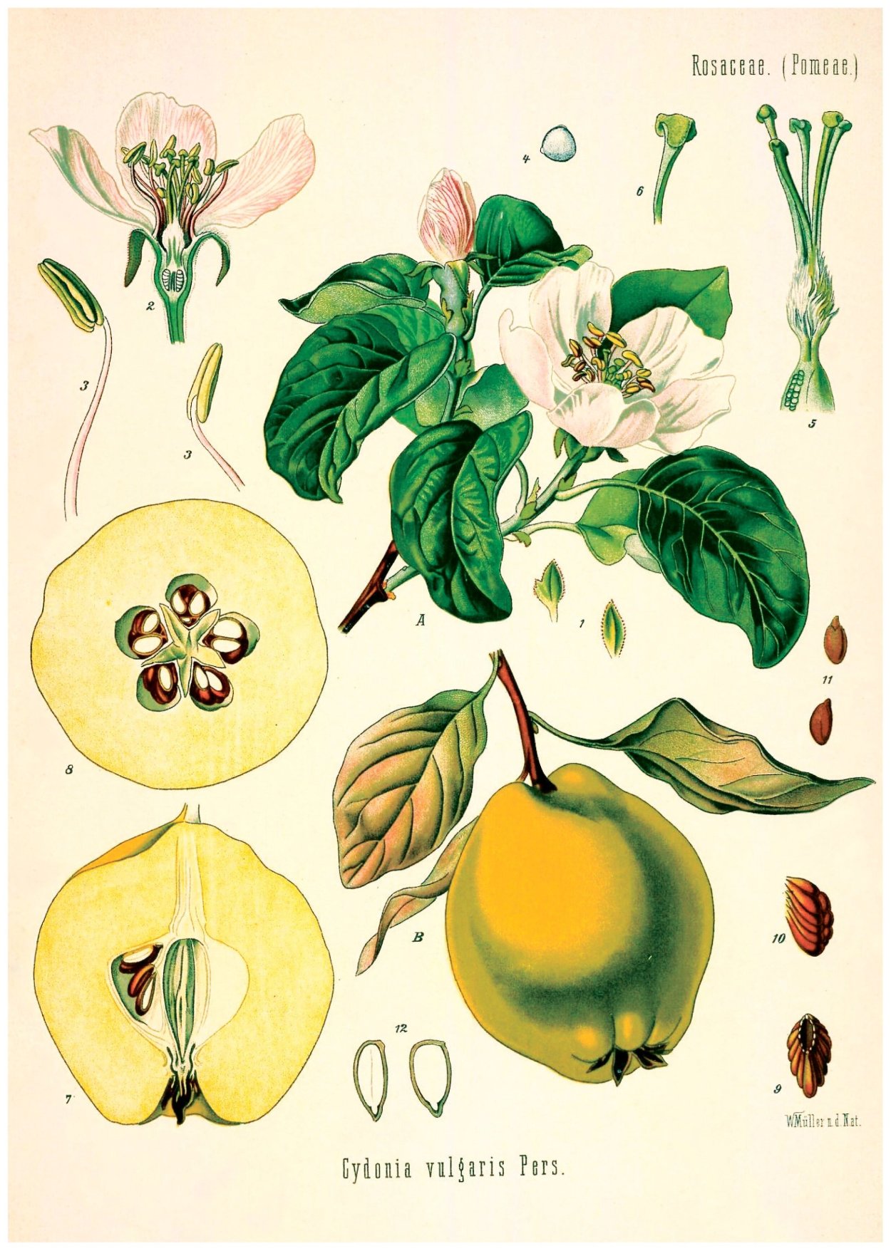 Cydonia oblonga Ботаническая иллюстрация