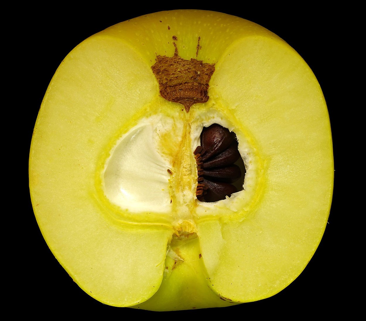 Плод айвы в разрезе