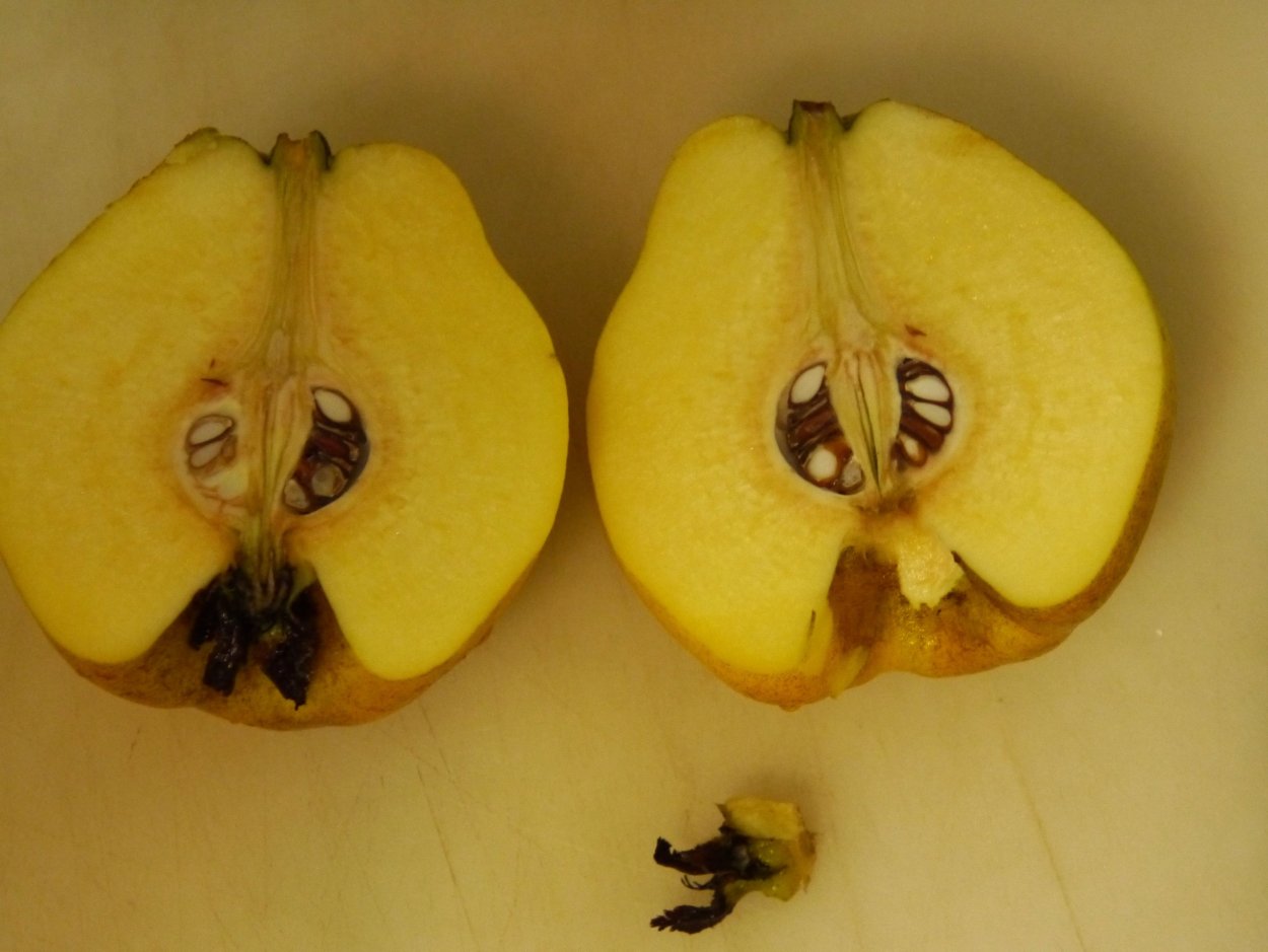 Плод айвы в разрезе