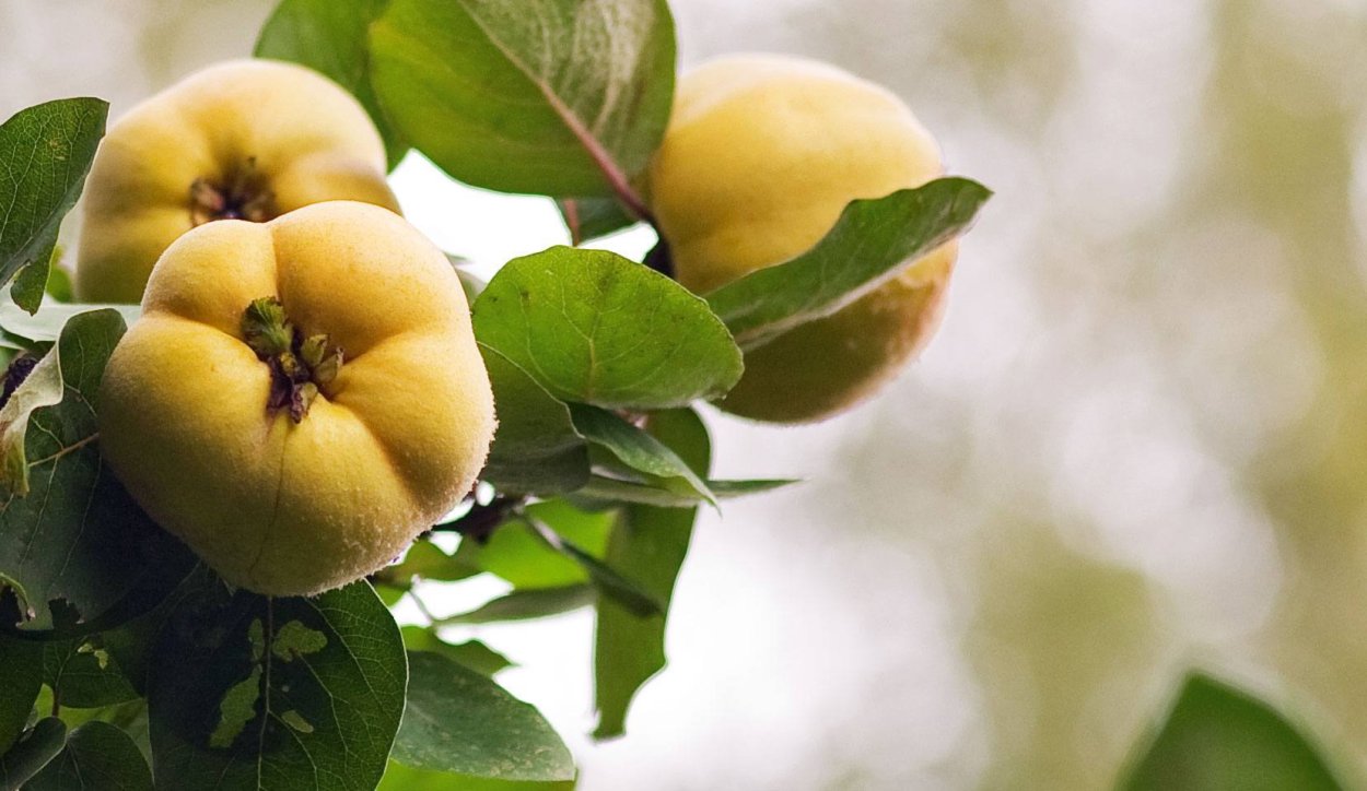 Айва яблоковидная