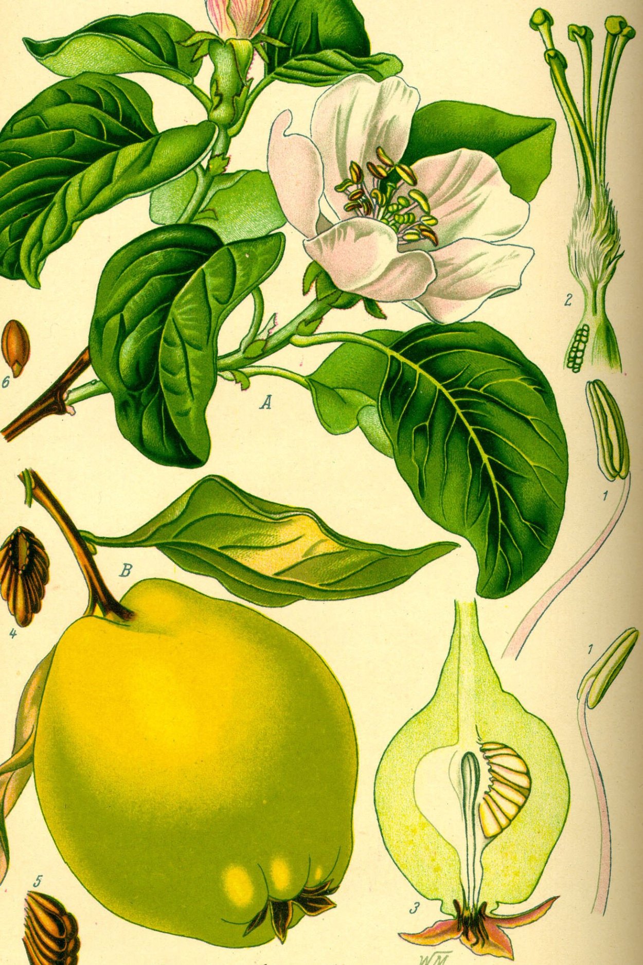 Айва Ботаническая иллюстрация