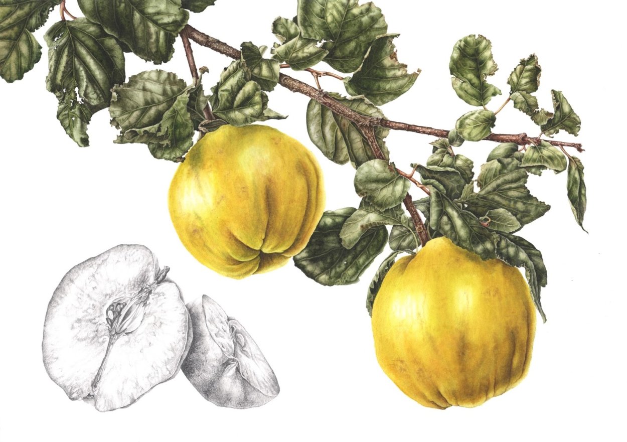 Айва акварелью