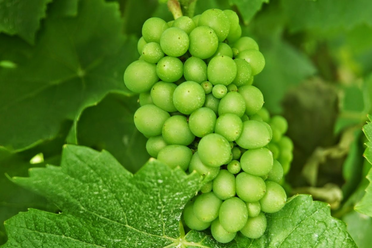 Глера сорт винограда