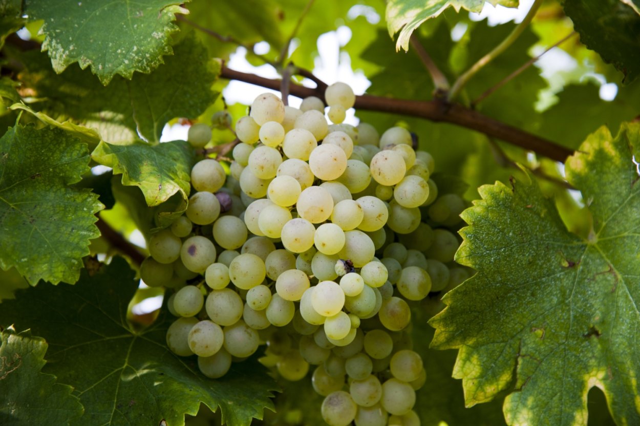 Виноград Глера Просекко