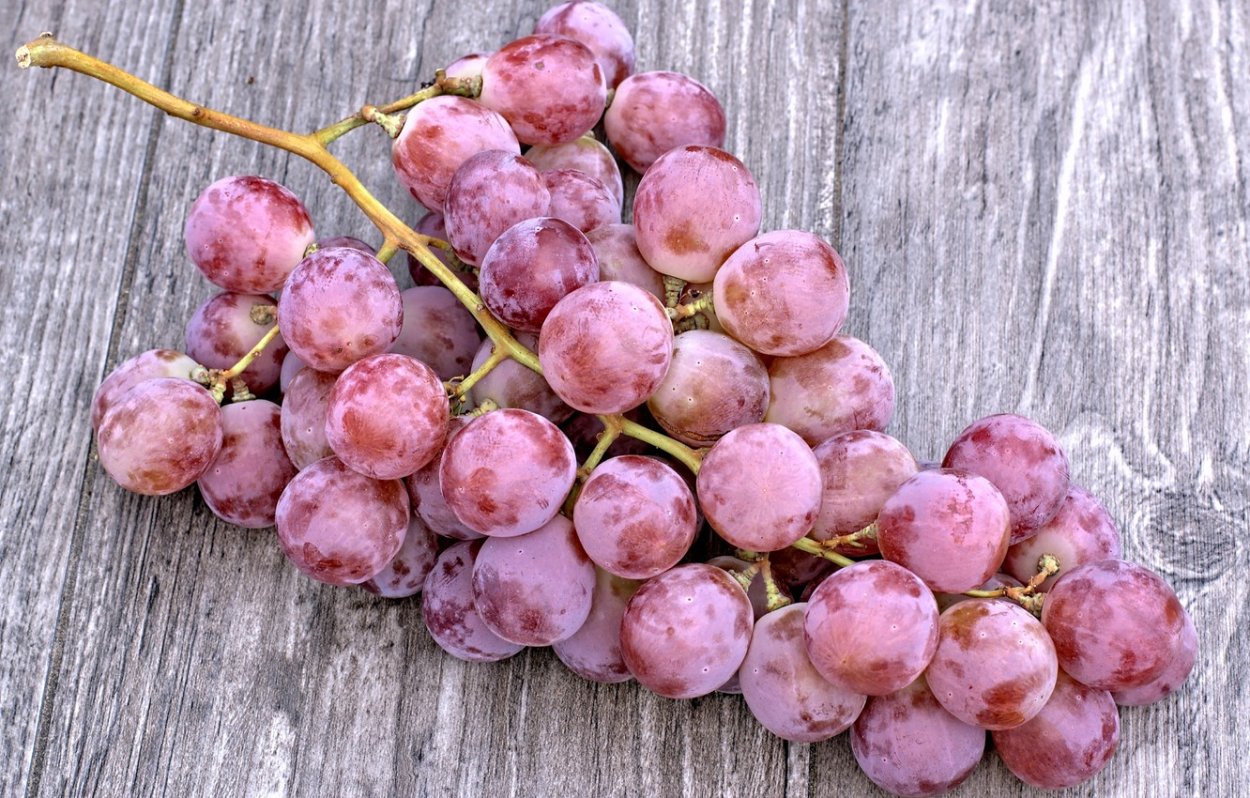 Виноград ред Глоб