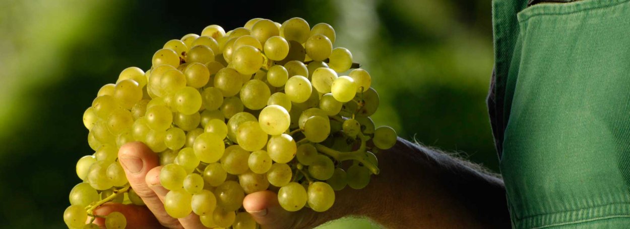 Глера сорта белого винограда