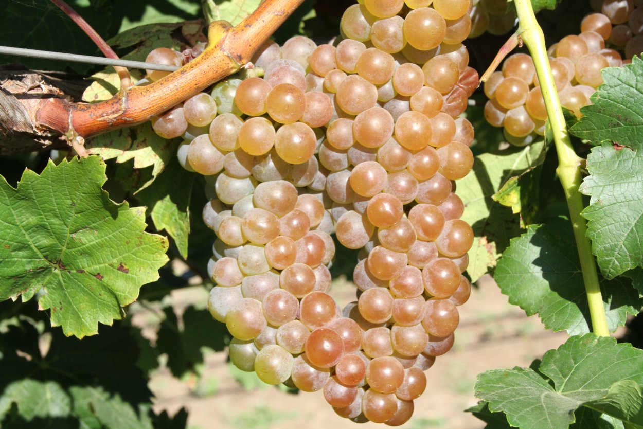 Ркацители технический виноград