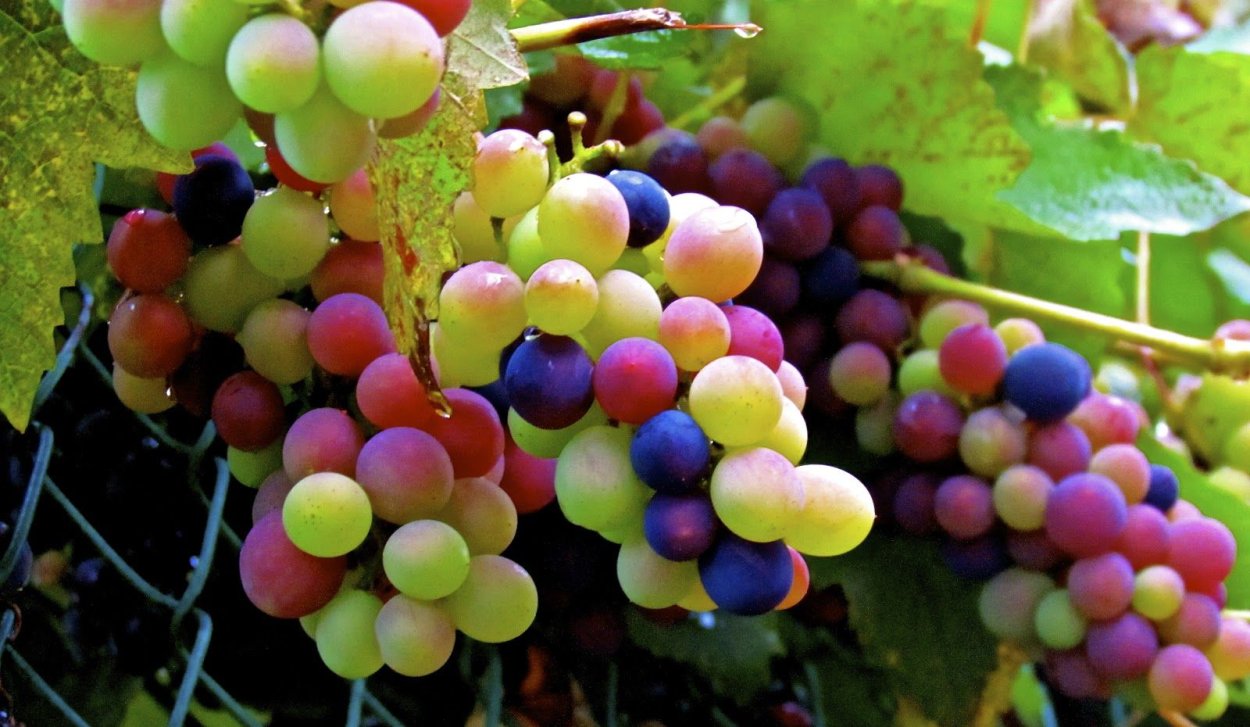 Rainbow grapes виноград