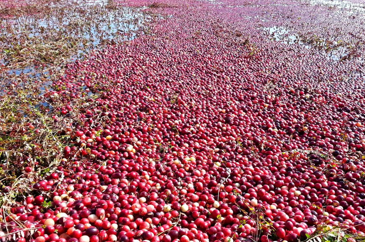 Раскидистая клюква