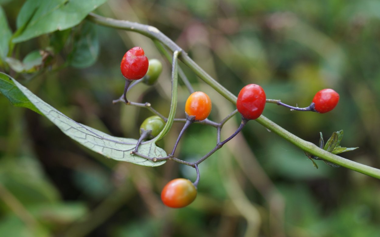 Красные и оранжевые ягоды
