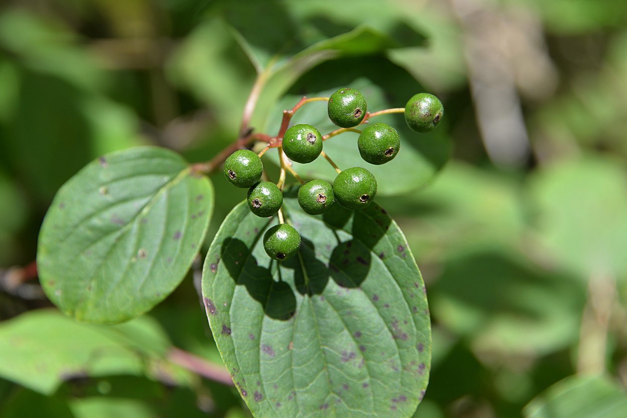 Волчья ягода зеленая
