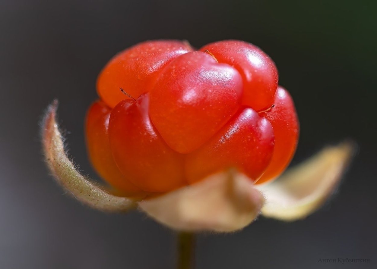 Морошка поспела в Ленобласти